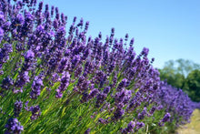 Load image into Gallery viewer, Lavender Fields Loose Leaf