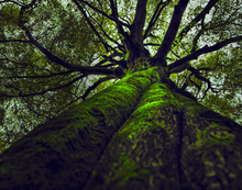 Load image into Gallery viewer, Mighty Oak Foaming Hand Soap