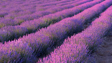 Load image into Gallery viewer, Lavender Foaming Hand Soap