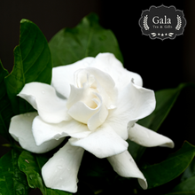 Load image into Gallery viewer, Tahitian Gardenia Whipped Body Lotion